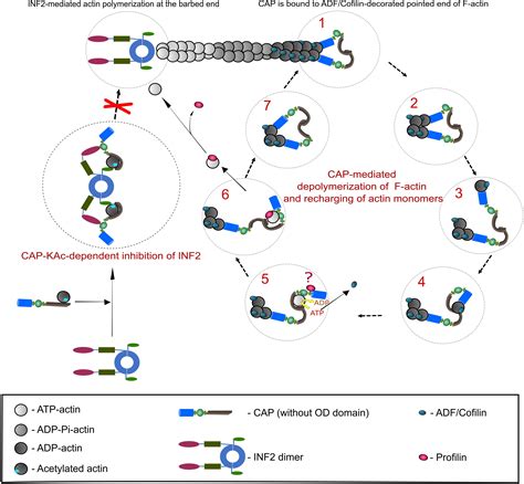 Frontiers Captn Of Actin Dynamics Recent Advances In The Molecular