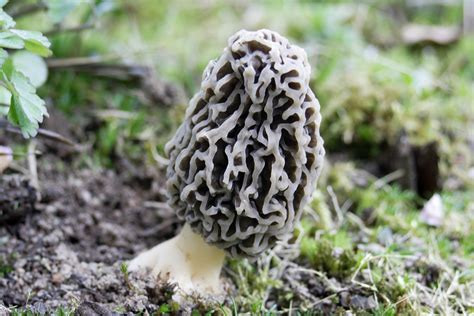 Morel Mushrooms