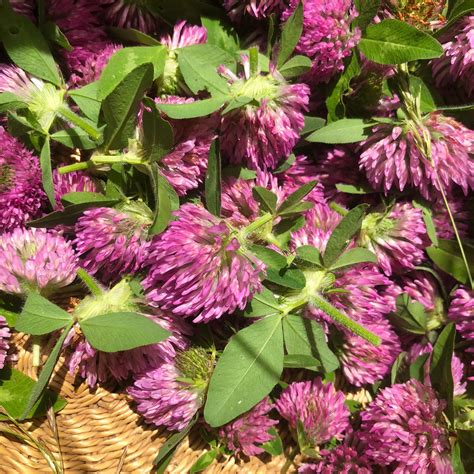 How To Wild Harvest Red Clover And Make Red Clover Tea Katie Spring