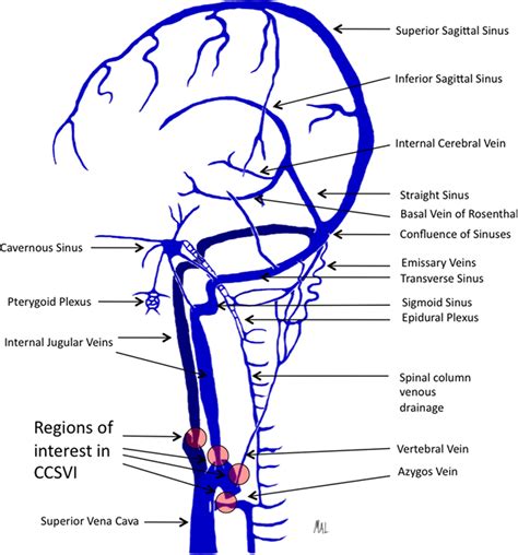 myneurologytips: Cortical Venous System