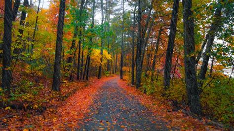 Walking In The Rain Autumn Forest K Binaural Audio Rain On