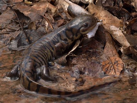 What Do Baby Salamanders Eat