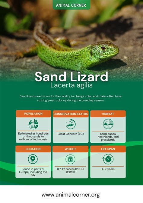 Sand Lizard - Key Facts, Information & Pictures