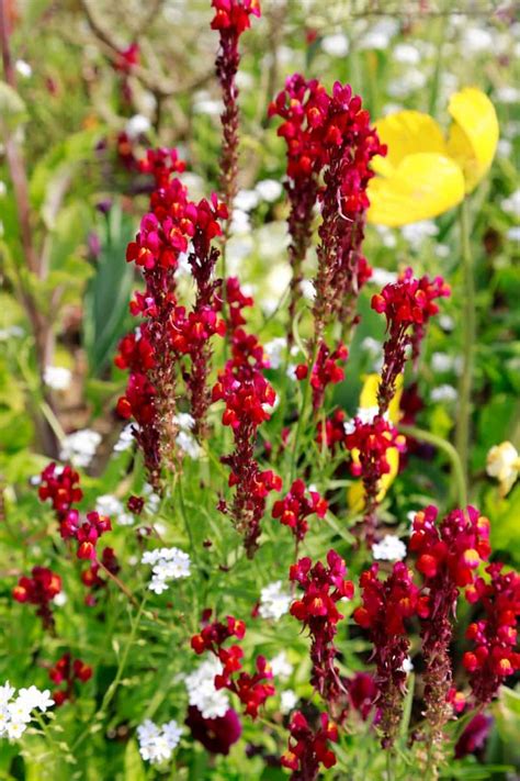 13 Types Of Brown Flower Names Best Types Of Brown Flowers