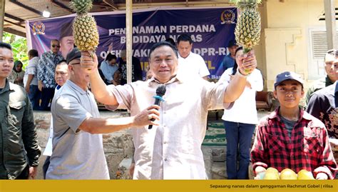 Akarpadinews Gobel Canangkan Gerakan Tanam Nanas Di Gorontalo