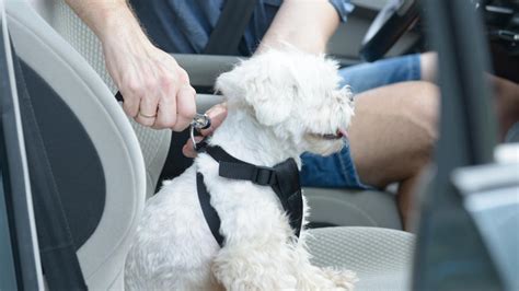 C Mo Llevar A Un Perro En El Coche Para Que No Te Multen