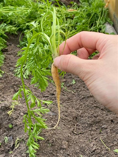 How To Grow Carrots Garden Savvy