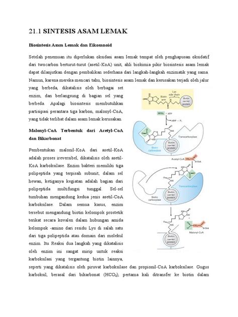 B07 Lipid Biosynthesis | PDF