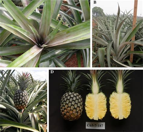 A New Pineapple Cultivar Ananas Comosus L Merr ‘tainung No 22