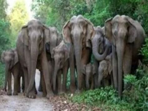 A Herd Of 40 Elephants Reached Katarniaghat Forest Of Bahraich बहराइच