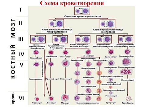 Лейкоцитозы, лейкопении - презентация онлайн