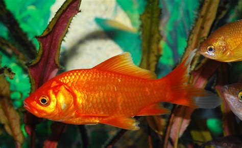 Comment Nourrir Son Poisson Rouge Quelle Quantit De Nourriture