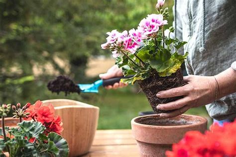 El Truco Para Cultivar Bonitos Geranios En Tu Balc N Ideas Hogar