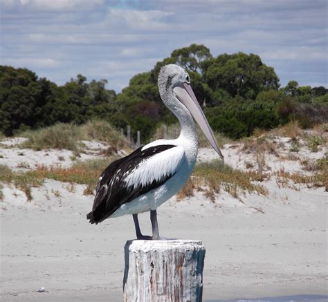 2,000+ Free Pelicans & Bird Images - Pixabay