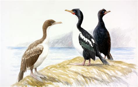 Scientists Solve A Shag-adelic Bird Mystery | Audubon