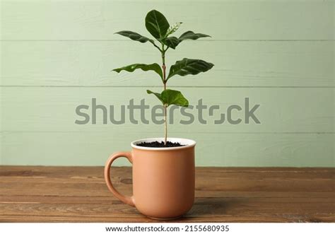 7,154 Coffee Seedling Planting Images, Stock Photos & Vectors ...