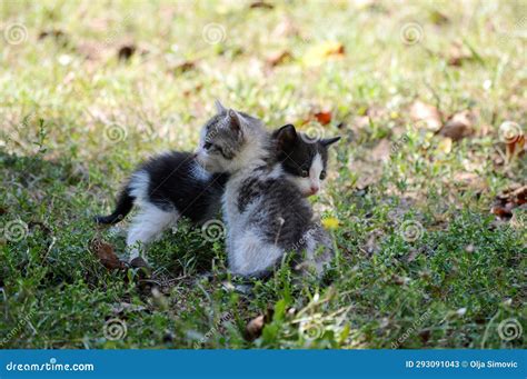 Two Little Kittens are Playing Stock Image - Image of beak, playing: 293091043