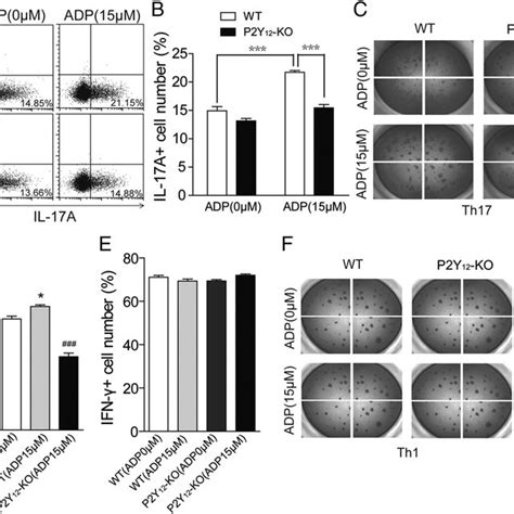 P2Y 12 KO Inhibits Th17 Differentiation In Vitro Naive CD4 T Cells