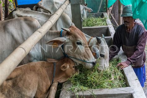 RENCANA IMPOR SAPI INDUKAN PRODUKTIF ANTARA Foto