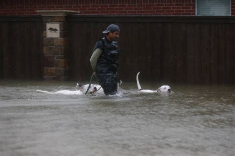 Hurricane Harvey Dogs 18 Photos Of Brave Dogs Survived The Storm