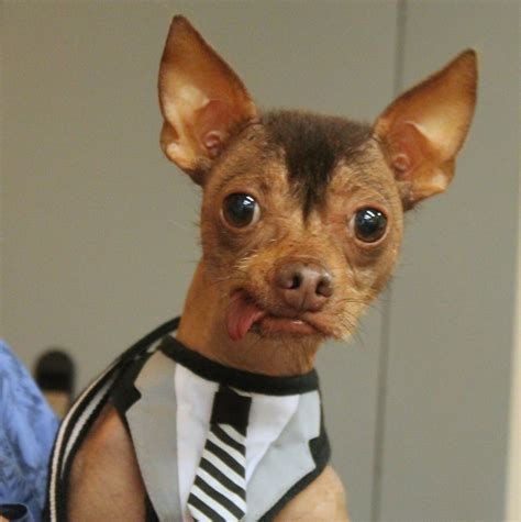 11 Dogs So Weird You Have to Love Them | Rover Blog