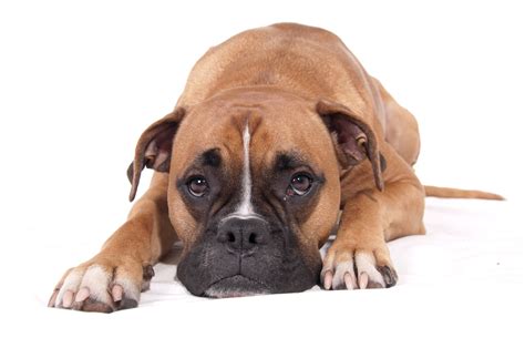 Boxer Puppy Wallpapers - Top Free Boxer Puppy Backgrounds - WallpaperAccess