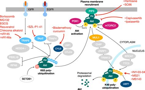 Targeting the Akt pathway in cancer. Akt is an attractive potential ...