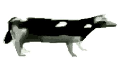 Dance Cow GIF - Dance Cow Moo - Discover & Share GIFs