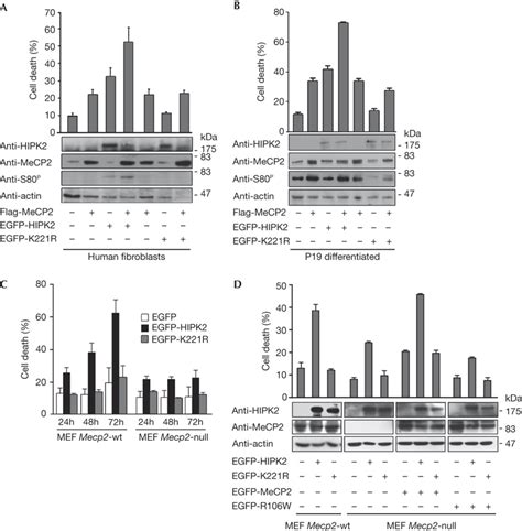 Methyl‐cpg‐binding Protein 2 Is Phosphorylated By Homeodomain