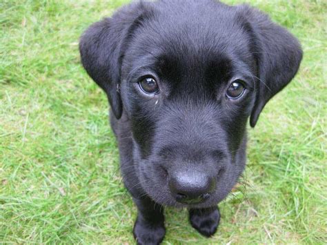 Top 25 Black Lab Names - For Your Black Labrador - Labrador Loving Souls