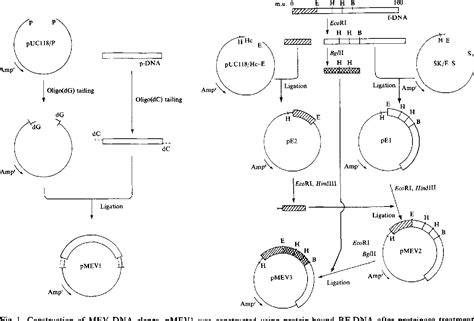 Figure 1 From Construction And Nucleotide Sequence Analysis Of An