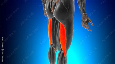 Long Head Of Biceps Femoris Muscle Anatomy For Medical Concept D