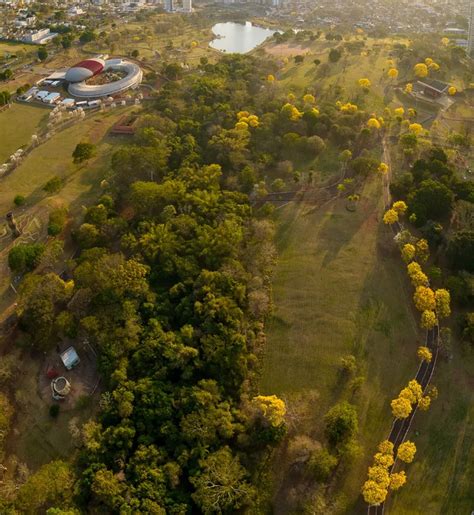 10 árvores que você pode plantar na área urbana sem medo de destruir a