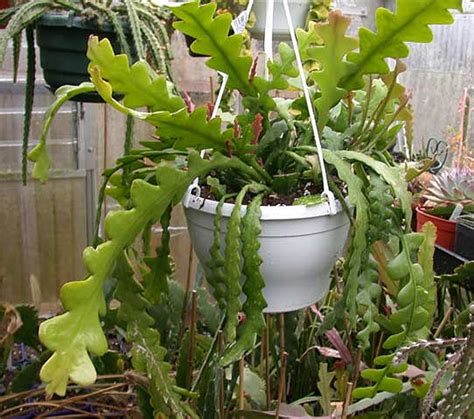 Plantas Cultivos E Cuidados Do Mundo Todo Cacto Espinha De Peixe