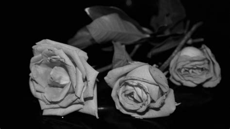 Black And White Roses Free Stock Photo - Public Domain Pictures