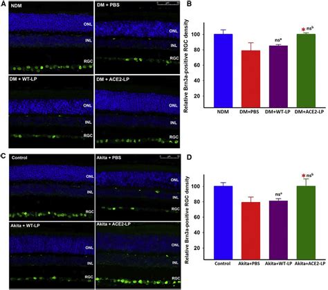 Evaluation Of Retinal Ganglion Cell Rgc Density Detected By Brn3a