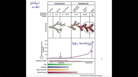 The Weibel Model Of Respiratory Anatomy Youtube