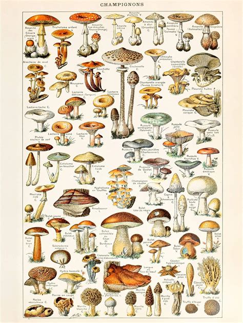 Amazon De Millot Encyclopedia Page Mushrooms Fungus Large Wall Art