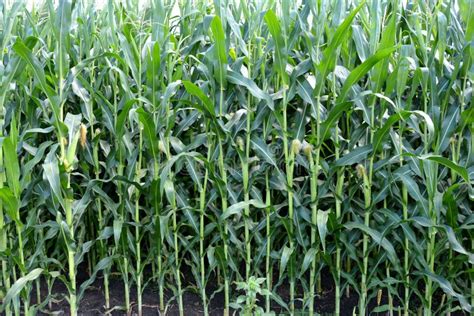 Corn Field in a Village in Transylvania Stock Image - Image of midle, classical: 79958837