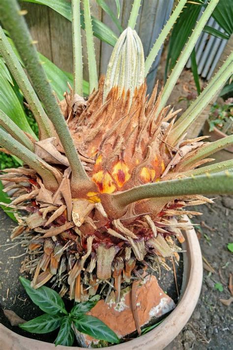 Feuilles Vertes Du Palmier Japonais De Sago Cycas Revoluta La Plante Du