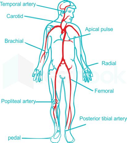 Apical Artery