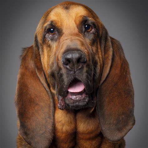 Bloodhound Dog Breed Information & Characteristics