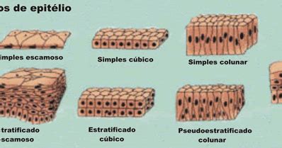 Mapa Mental Tecido Epitelial Tecido Epitelial Mapa