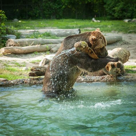 Grizzly Bear Shakes Water After A Swim In The Lake Stock Photo Image