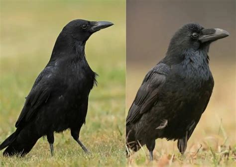 Crow Habits - AnimalBehaviorCorner