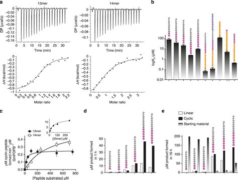 Binding and kinetics of substrates and recognition tail truncations. a ... 