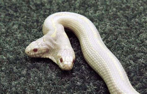 Albino Snake With Two Heads 9 Pics