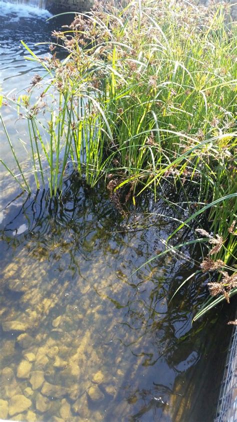 Tranquil Stream With Grass