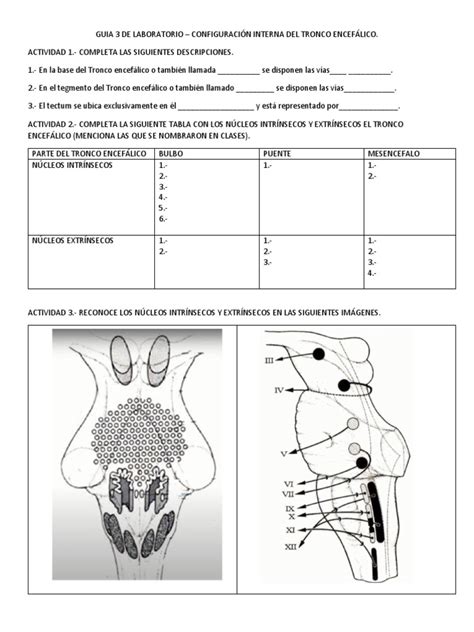 Guia 3 De Laboratorio Configuración Interna Del Tronco Encefálico Pdf