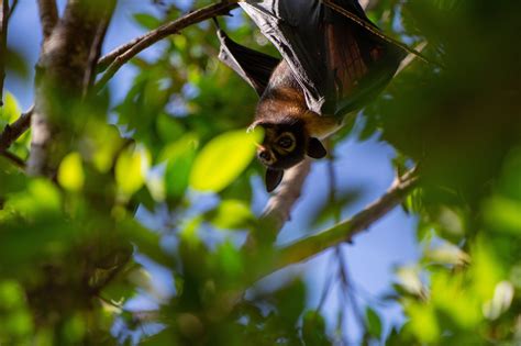 Flying Fox Roost Management Reform For Queensland Environmental Defenders Office